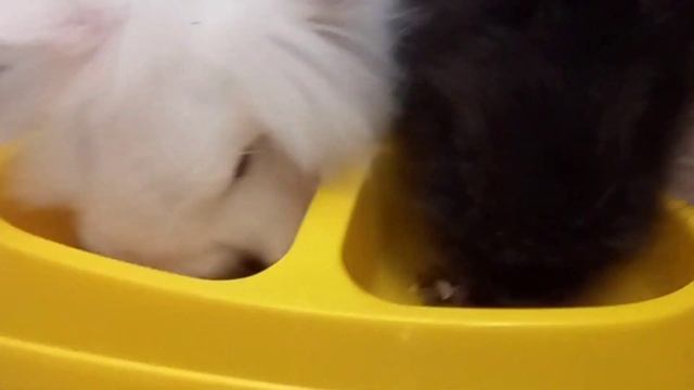 Приучить кролика к лотку.Возможно?! смотреть онлайн