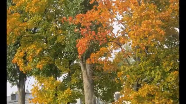 Фото вернисаж Г. Катюриной " В гостях у царицы осени" смотреть онлайн