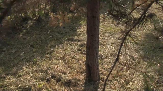 Прогулка по скверу в Колпино смотреть онлайн