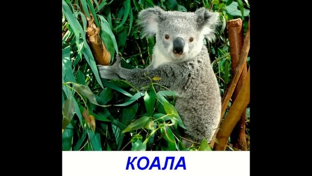 Животные для детей. Карточки Домана 