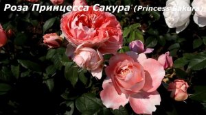 Крупные пионовидные РОЗЫ с эффектным раскрытием, модные новинки для розария!