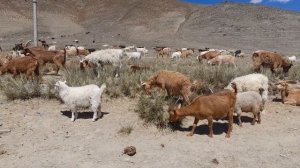 Улгий. Монголия (23.06.2022)