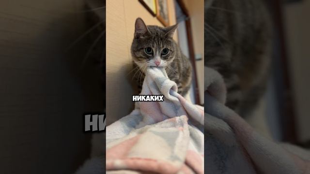 Запомни 😼 смотреть онлайн