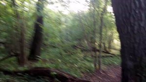 Собираю куриный гриб и белые грибы