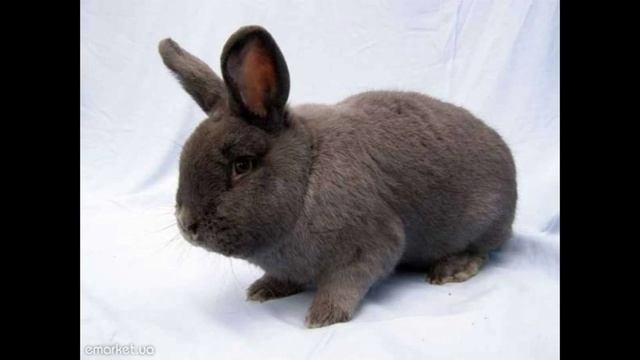 Новозеландская порода кроликов смотреть онлайн