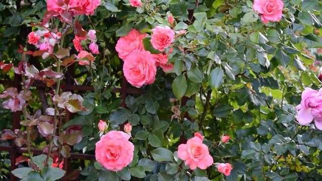 Как спасти розу. Мои проверенные рецепты. смотреть онлайн