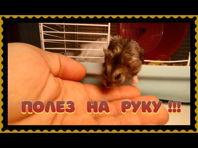 !!! ПОЛЕЗ НА РУКУ  !!!    #хомка #хомячок #хомячки #грызун #грызуны  #джунгарскийхомяк