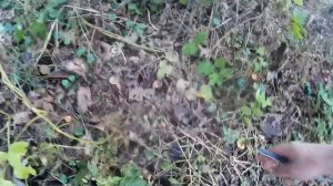 Говорушка Оранжевая. Начинающему грибнику