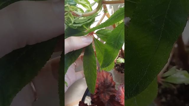 Бегония Luxurians (Люксурианс ),роскошная смотреть онлайн