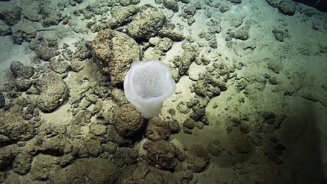 Это самое долгоживущее существо на планете: его возраст шокирует смотреть онлайн