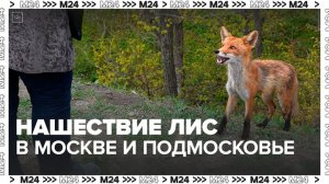 Нашествие лис зафиксировали в Москве и Подмосковье - Москва 24