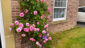 GERTRUDE JEKYLL  English Climbing  By #davidaustinroses  Rose for doorway  England 8b #climbingrose
