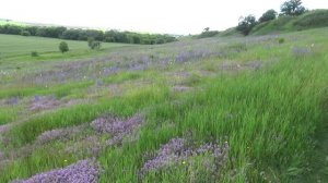 Сбор чабреца