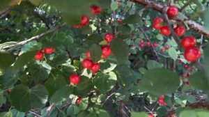 Вишня войлочная.Ягоды сладкие и не хуже обычной вишни