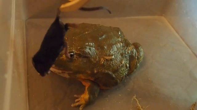 Вечернее кормление мышью, лягушки водоноса. В конце бонус. смотреть онлайн