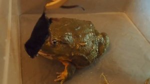 Вечернее кормление мышью, лягушки водоноса. В конце бонус.