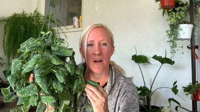 Scindapsus Pictus Information & Care смотреть онлайн