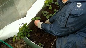 Высадка саженцев хурмы в шконку. Результат укоренения черенков.