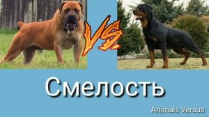 Ротвейлер против Бурбуль