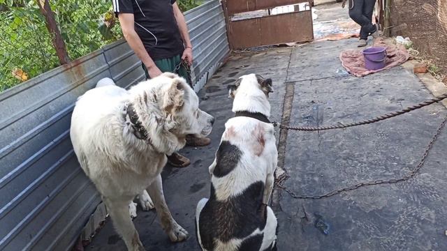 Получилось ли повязать Эльзу. 19 сентября 2021 г. смотреть онлайн