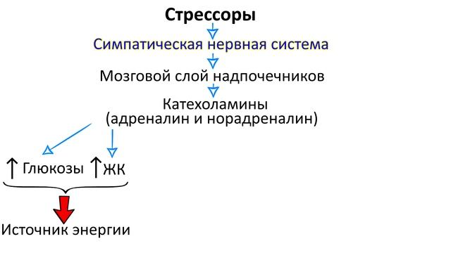 Учение Селье о стрессе