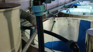 мини узв с осетровыми в теплице.