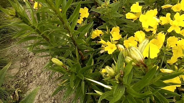 Строби для цветов, антибиотик для деревьев, 04.07.23 смотреть онлайн