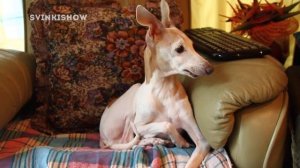 ПЁС ДОЛГОЖИТЕЛЬ / SvinkiShow В ГОСТЯХ У СОБАКИ / ЛЕВРЕТКА ОЗЗИ