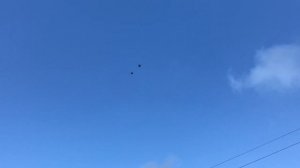 Николаевские торцовые голуби, красивый полет на фоне синего неба