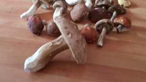 Білі гриби. Грибне полюванні з котом. Грибний улов. White mushrooms.