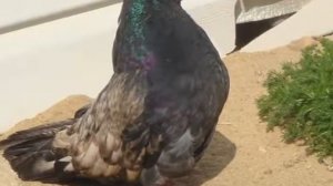 Чем торцовые отличаются от остальных голубей