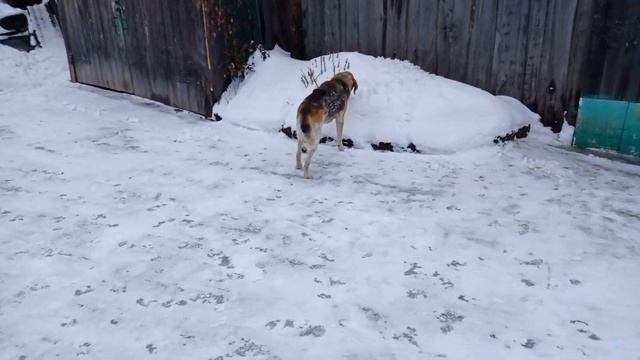 Сафрон смотреть онлайн