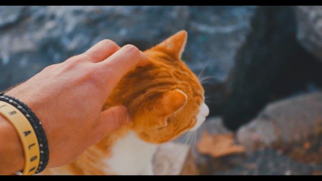 Милые котята. Любите и берегите кошек. #котята #животные смотреть онлайн