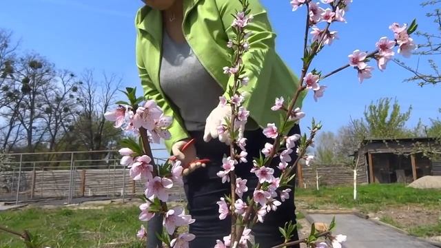 Принципы обрезки молодых персиков. Уход за персиками.
