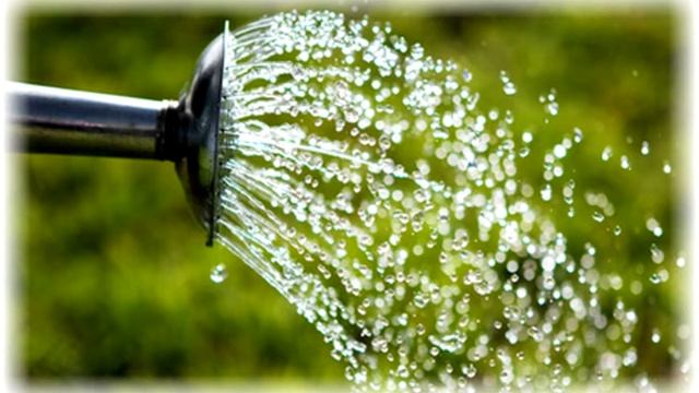 Выращивание Капусты. Почему капуста трескается/Как избежать растрескивания кочана капусты видео смотреть онлайн