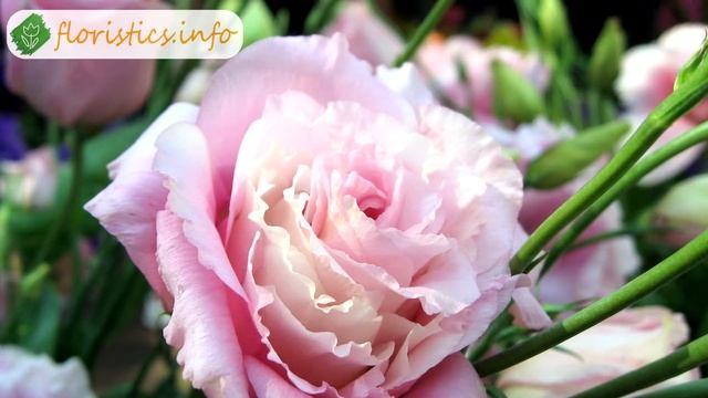 ? Выращивание эустомы из семян – посев и подготовка смотреть онлайн