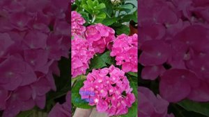 Гортензия "Джип Пинк(Роуз) /Jip Pink(Rose) крупнолистная.