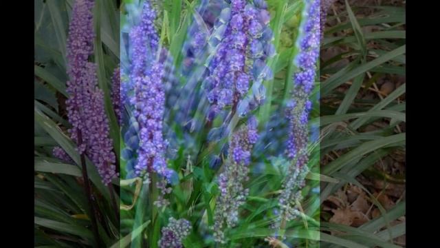 МУСКАРИ, или МЫШИНЫЙ ГИАЦИНТ, или ГАДЮЧИЙ ЛУК (MUSCARI) сем. Гиацинтовые смотреть онлайн