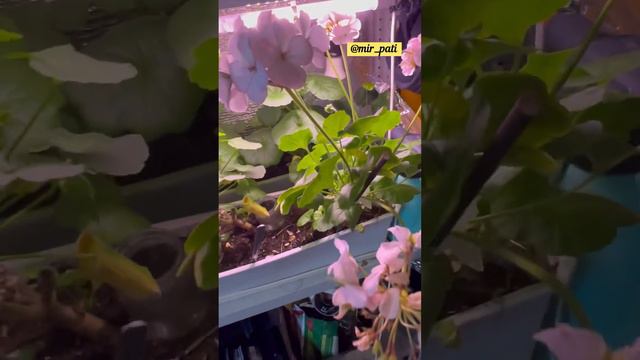 КАК ДОБИТЬСЯ КРУГЛОГОДИЧНОГО РОСКОШНОГО ЦВЕТЕНИЯ ГЕРАНИ? #комнатныерастения #герань #пеларгония смотреть онлайн