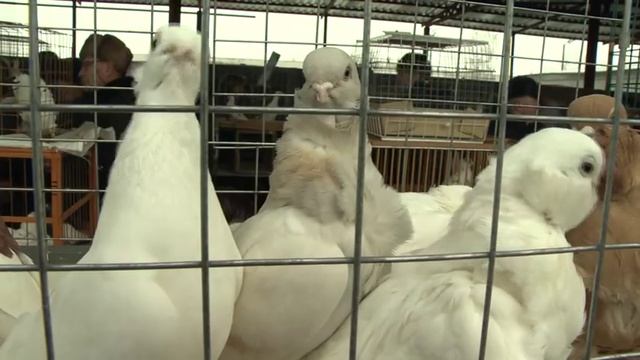 Первый официальный сельскохозяйственный рынок в Раменском районе