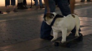 Бульдог на скейте | Skateboarding Bulldog