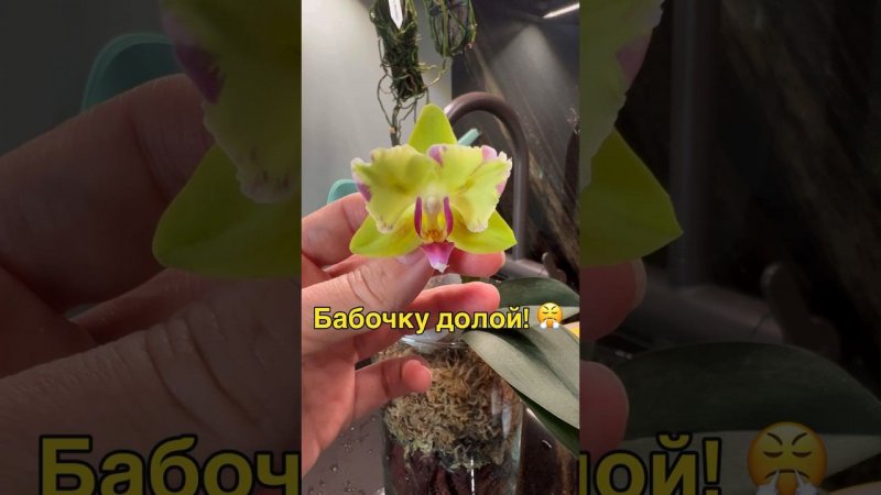 #Orchideen #geschlossenesSystem #OrchcideenFortpflanzung #орхидеи   #орхидеибабочки #орхидеиуход