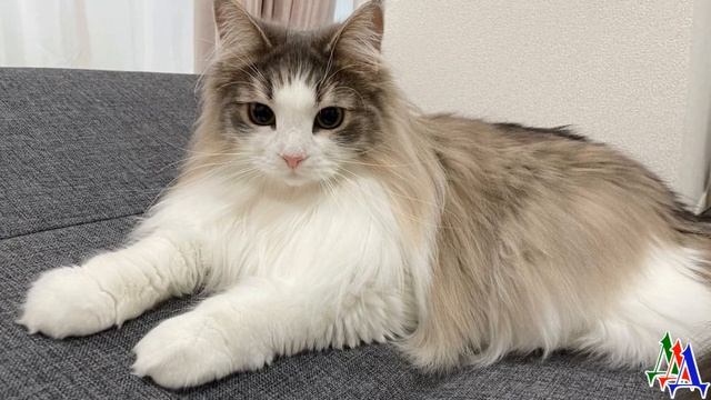 Меня любили, кормили, но однажды я стала кашлять, хозяева испугались. И вот я на улице, совсем одна смотреть онлайн