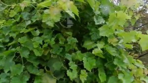 "ГРУЗИНСКАЯ ПЕСНЯ"(Виноградную косточку в землю зарою)#булатокуджава #винограднаякосточка