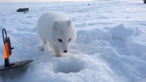 Белый пушистик животинка