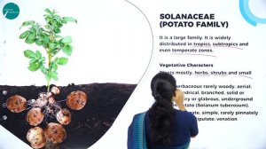DAY 37 | BIOLOGY | I PUC | MORPHOLOGY OF FLOWERING PLANTS | L6