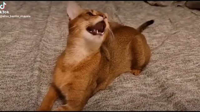 Мяуканье кошки. Чаузи. Как мяукает чаузи (камышовый кот).