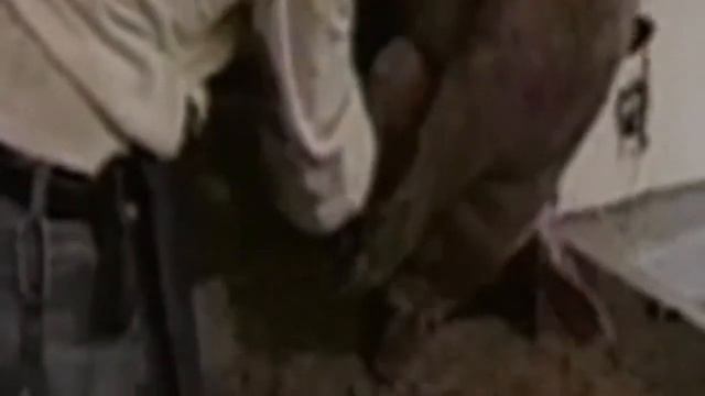 Актёр Питер Динклэйдж. 3 х минутное видео