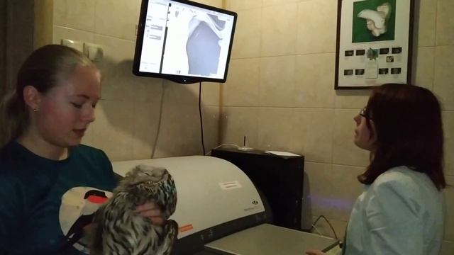 Совы, совы, еще больше сов! смотреть онлайн