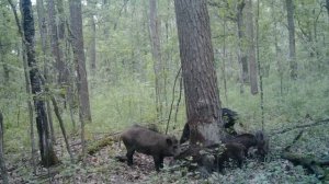 О чем хрюкает кабан?